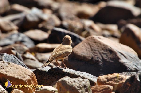 Nom de l'image : D1235428-1 — Description :