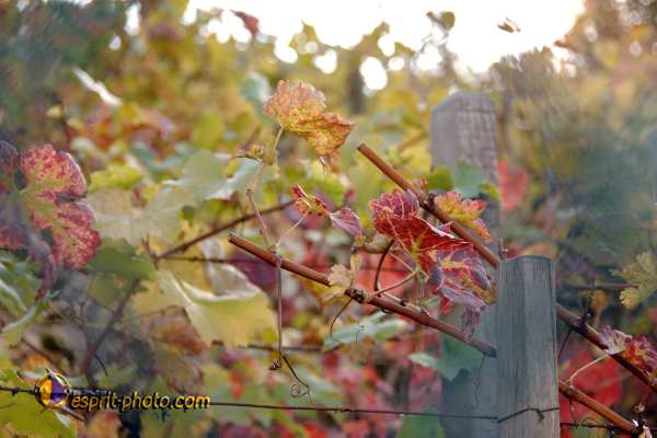 Nom de l'image : D2250939_1 — Description :