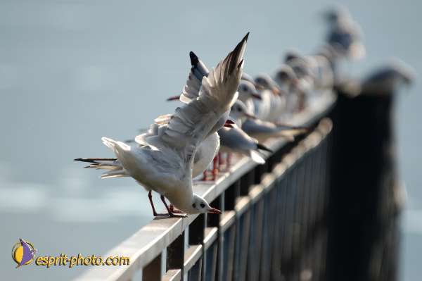 Nom de l'image : D1056011-nef-1 — Description :  Chemin Neuf - Abbaye d'Hautecombe - Festival de jeunes