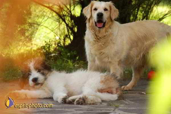Nom de l'image : D1181223-1 — Description :  Ecole de danse Classique( Ballet) de Liliana COSI et Marinel STE