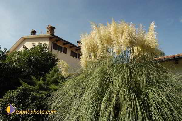 Nom de l'image : D1181257-1 — Description :  Ecole de danse Classique( Ballet) de Liliana COSI et Marinel STE