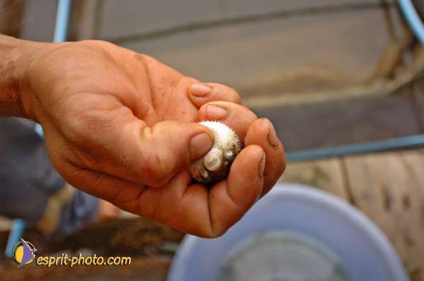 Nom de l'image : D2088683_1 — Description :