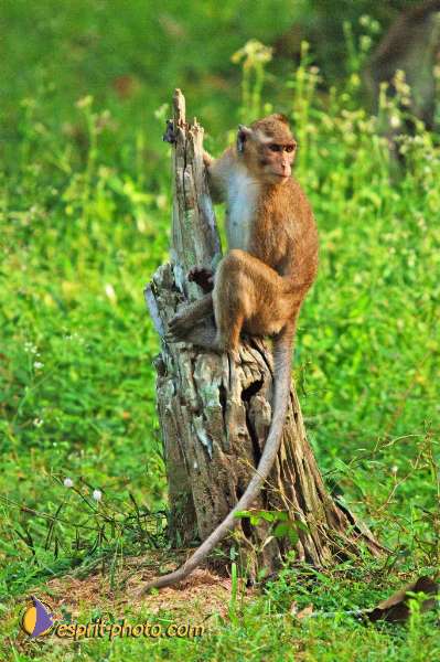 Nom de l'image : D2100913_1 — Description :