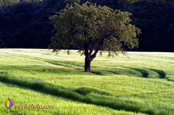 Nom de l'image : D1133253-nef-02 — Description :