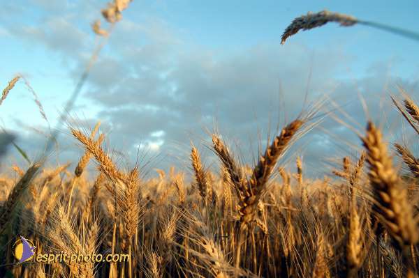 Nom de l'image : D1150703-01 — Description :