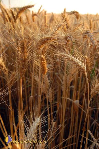 Nom de l'image : D1150715-01 — Description :