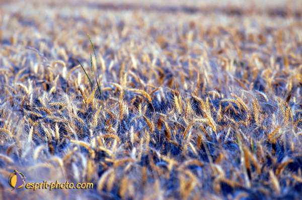 Nom de l'image : D1150726-01 — Description :