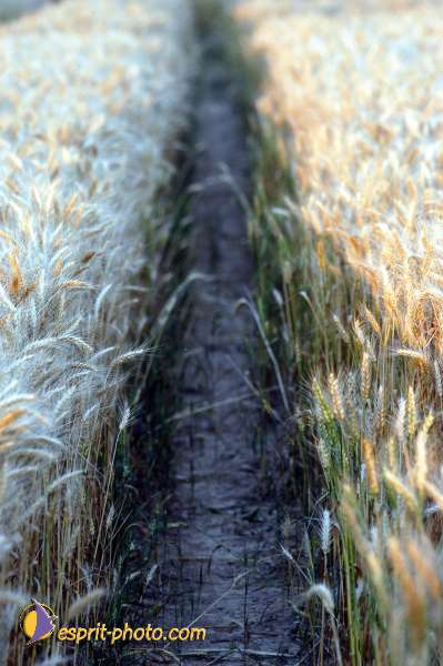 Nom de l'image : D1150743-01 — Description :