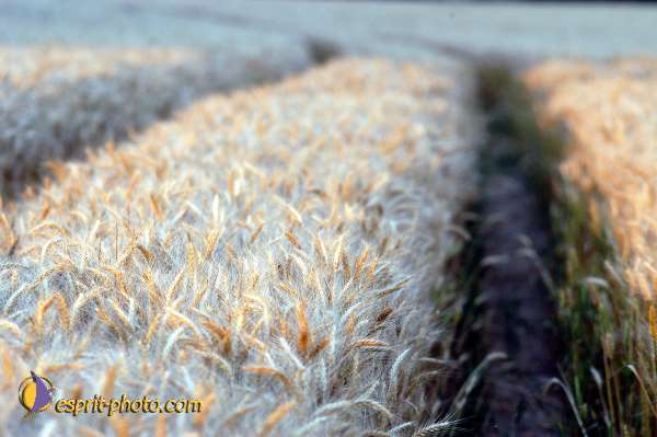 Nom de l'image : D1150744-01 — Description :