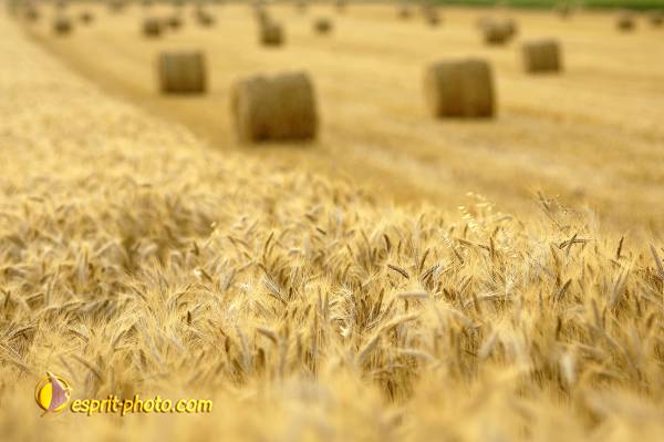 Nom de l'image : D2027442-1 — Description :