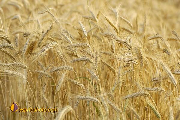 Nom de l'image : D2027467-1 — Description :