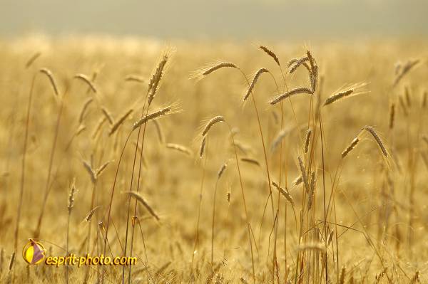 Nom de l'image : D2027509-1 — Description :