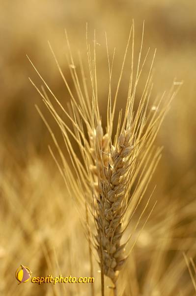 Nom de l'image : D2027522-1 — Description :