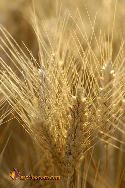 Nom de l'image : D2027525-1 — Description :