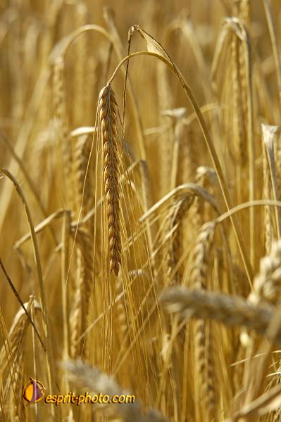 Nom de l'image : D2027669-1 — Description :