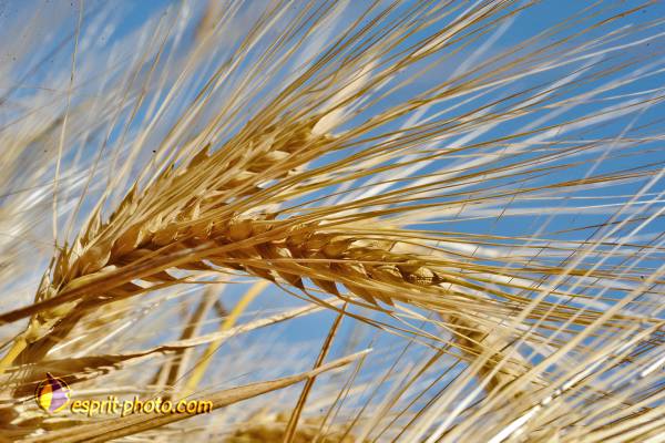 Nom de l'image : D30014329_1 — Description :