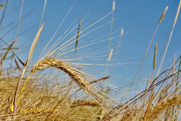 Nom de l'image : D30014331_1 — Description :