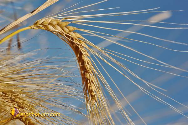 Nom de l'image : D30014334_1 — Description :