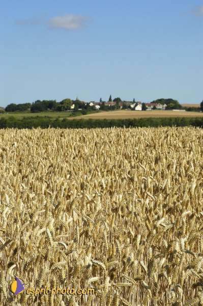 Nom de l'image : EG-Nat-904c — Description :