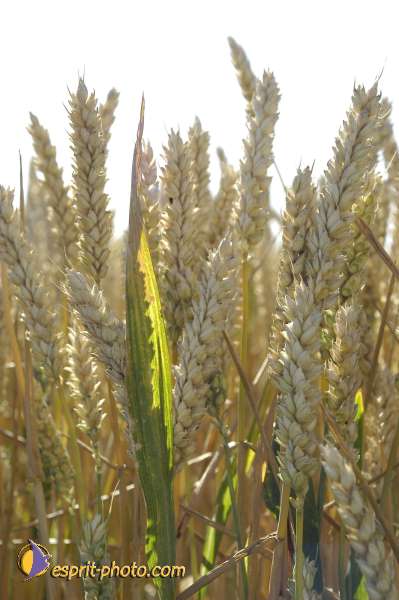 Nom de l'image : EG-Nat-907 — Description :