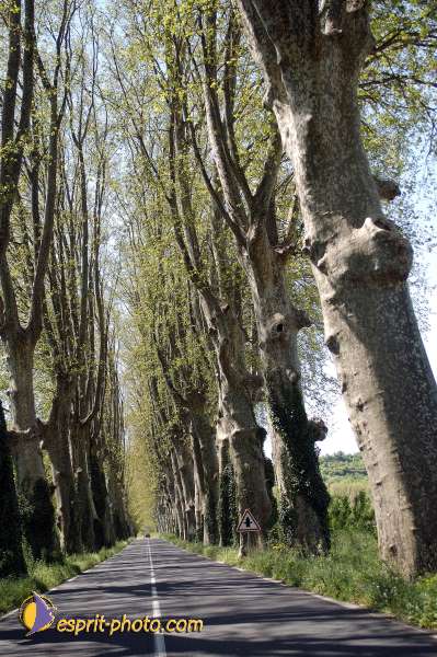 Nom de l'image : D1127023-nef-01 — Description :