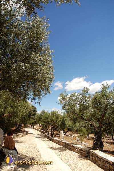 Nom de l'image : D1161600-01 — Description :  Fatima (Portugal)