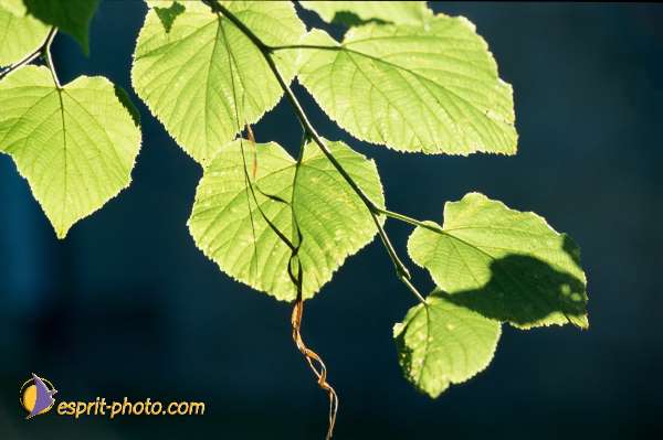 Nom de l'image : EG-Nat-718 — Description :