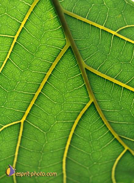 Nom de l'image : EG-Nat-740 — Description :