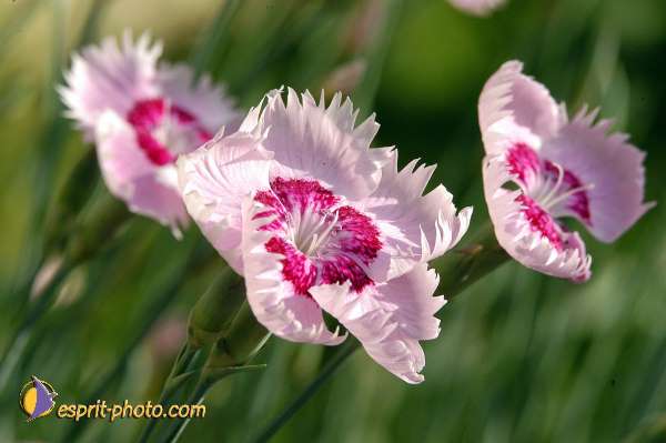 Nom de l'image : D1035175 — Description :  Abbaye du Canon - Aurons (Bouche de Rhône)