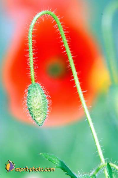 Nom de l'image : D1035206 — Description :  Abbaye du Canon - Aurons (Bouche de Rhône)