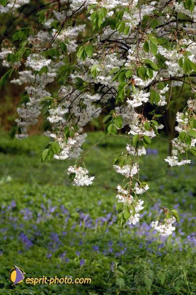 Nom de l'image : D1129962-01 — Description :