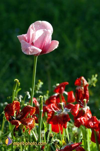 Nom de l'image : D1130186-01 — Description :