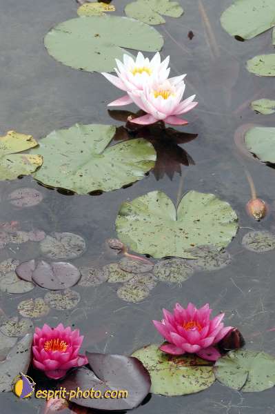 Nom de l'image : E00000335-01 — Description :