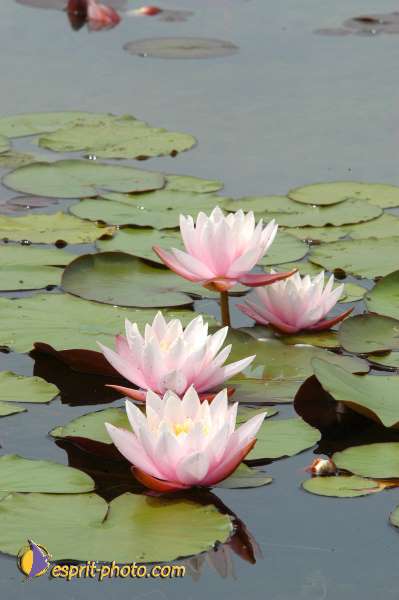 Nom de l'image : E00000342-01 — Description :