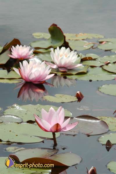 Nom de l'image : E00000350-01 — Description :