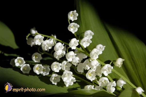 Nom de l'image : EG-Nat-406 — Description :