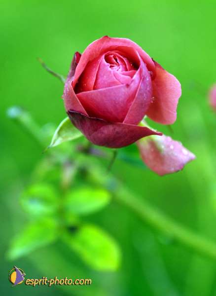 Nom de l'image : EG-Nat-466 — Description :