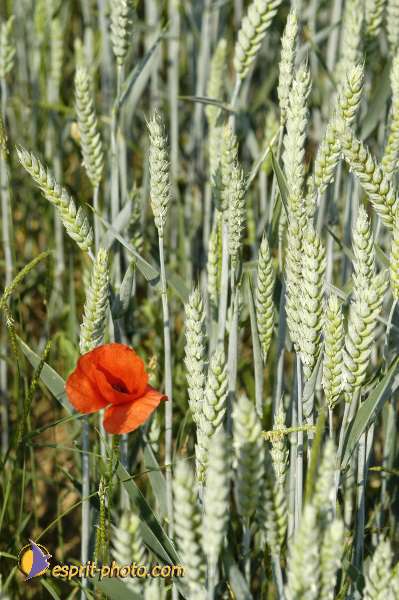 Nom de l'image : EG-Nat-560 — Description :