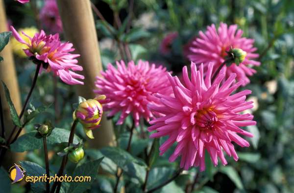 Nom de l'image : EG-Nat-838 — Description :