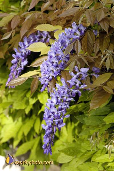 Nom de l'image : Nat-0965 — Description :