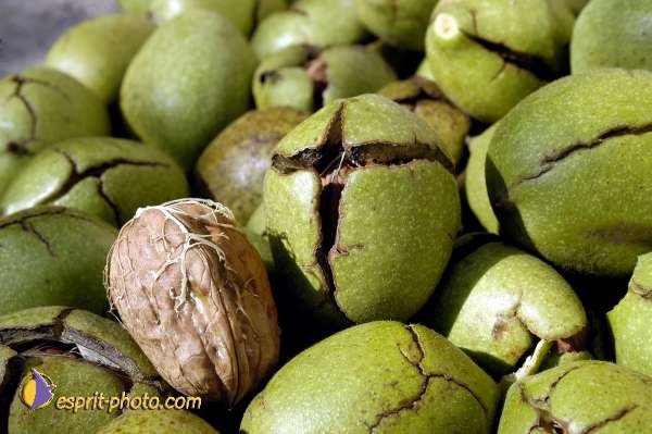 Nom de l'image : EG-Nat-821 — Description :