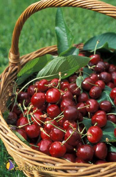 Nom de l'image : EG-Nat-826 — Description :