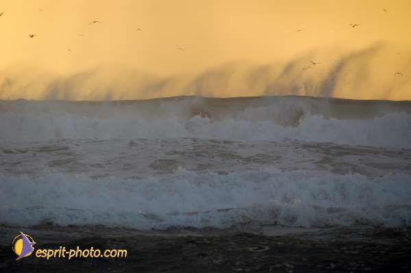 Nom de l'image : D1158869-01 — Description :  Vagues (Atlantique - Portugal - Dunes de la Costa do Prata)