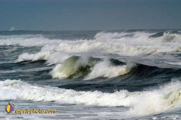 Nom de l'image : D1159306-01 — Description :  Vagues (Atlantique - Portugal - Dunes de la Costa do Prata)