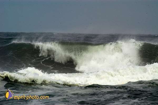 Nom de l'image : D1159447-01 — Description :  Vagues (Atlantique - Portugal - Dunes de la Costa do Prata)