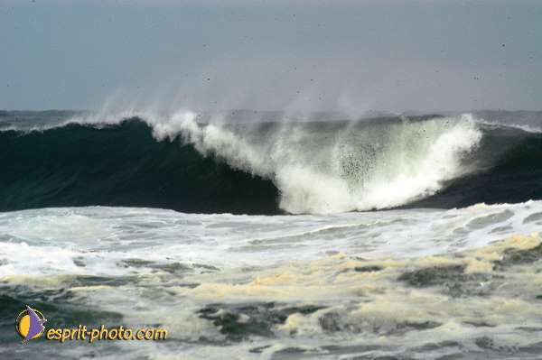 Nom de l'image : D1159449-01 — Description :  Vagues (Atlantique - Portugal - Dunes de la Costa do Prata)