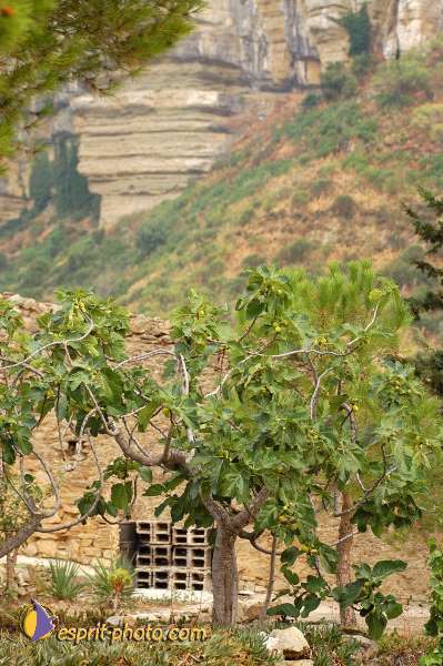 Nom de l'image : D1171528-1 — Description :  Franciscaini Rinovati à Corleone (Sicile)