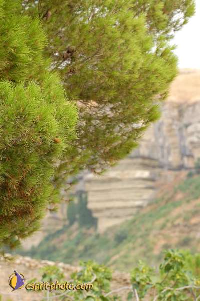 Nom de l'image : D1171529-1 — Description :  Franciscaini Rinovati à Corleone (Sicile)