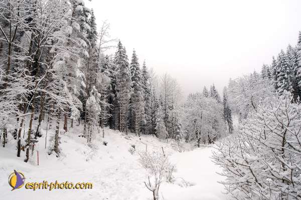 Nom de l'image : D1105141-nef-01 — Description :