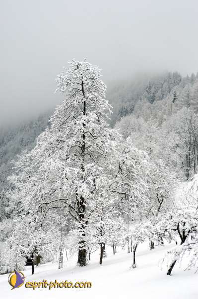 Nom de l'image : D1105184-nef-01 — Description :